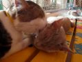 Booker and Misty are in love. - Maui Humane Society