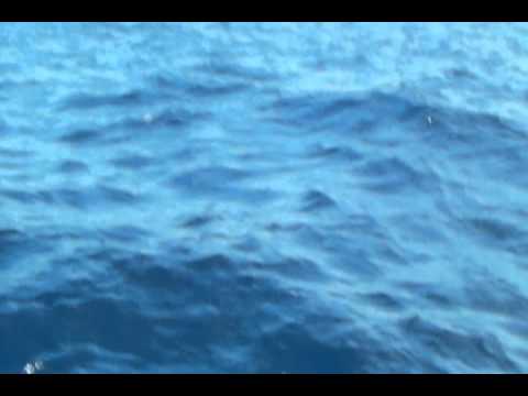 Fishing Dude-hawaii.avi