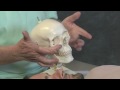 Medical Massage Therapy David Morin MMT I Cervical Spine Pain & Dysfunction Hands-On Techniques DVD Medical Massage Therapy David Morin MMT I Cervical Spine Pain & Dysfunction Hands-On Techniques DVD
