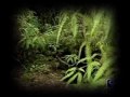 SAVE A HAWAIIAN BURIAL CAVE OUR GOAL $12, 000