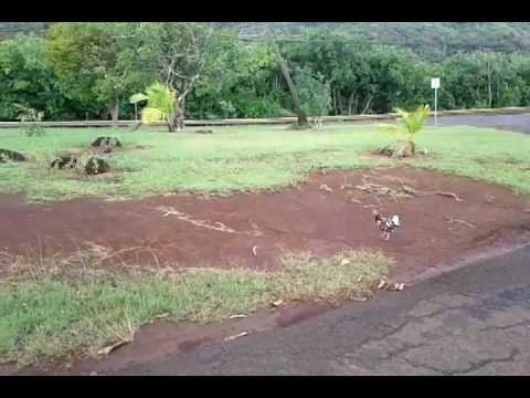 Wild Chickens