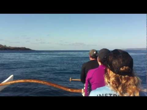 Late season humback whales! May 14 2012