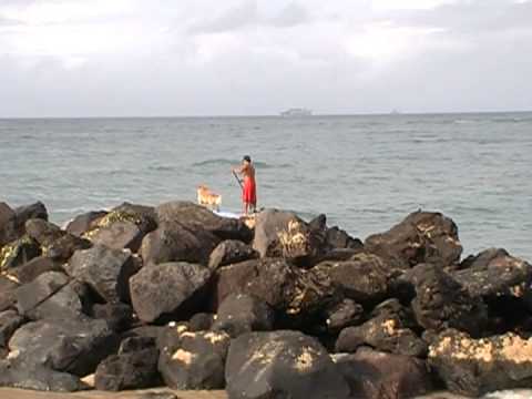 2010.MOV0AC.Christmas Hawaii dog surfing.MOD 2010.MOV0AC.Christmas Hawaii dog surfing.MOD