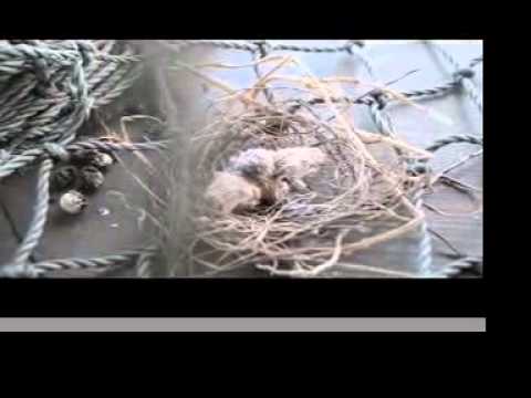 What type of baby birds are these ? Do U Know ?