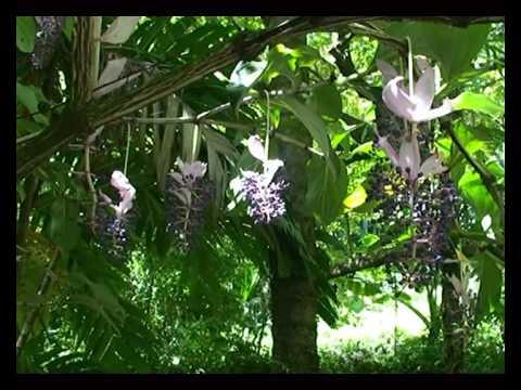 Hawaii, Hilo. Botanical Gardens Hawaii, Hilo. Botanical Gardens