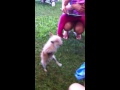 Coolest dog ever
