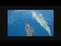 Swim with Dolphins - Hawaii Activity Stores