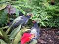 Himalayan Kalij Pheasants