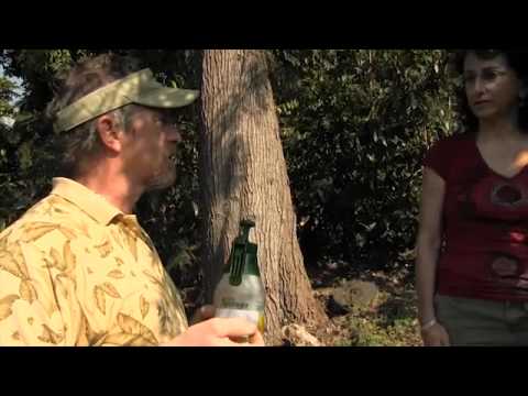 CBB MAGIK YouTube1.mp4