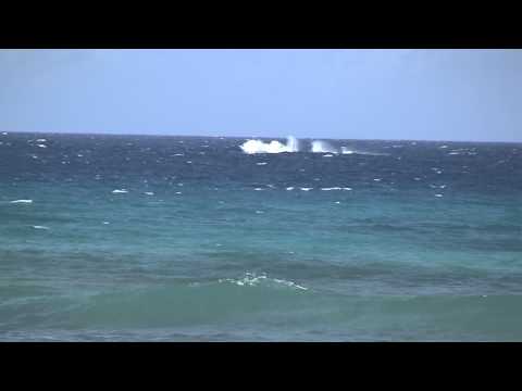 Humpback whales of Hawaii with music Ulupalakua by Hui Ohana