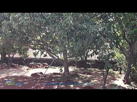 Hawaii Real Estate - 3527 Harding Ave, Honolulu, Oahu, Hawaii Home For Sale Hawaii Real Estate - 3527 Harding Ave, Honolulu, Oahu, Hawaii Home For Sale