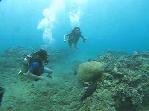 Swimming with Turtles Swimming with Turtles