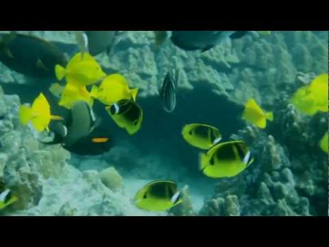 Living Ocean Living Ocean