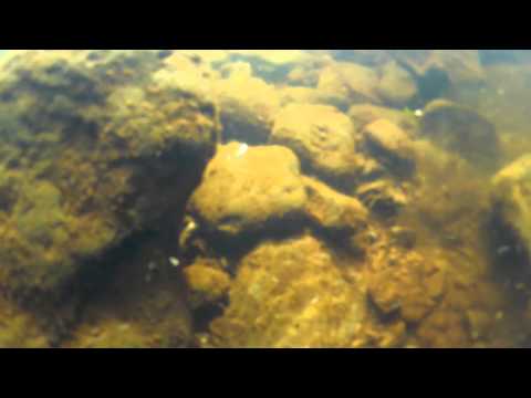 Catching Bullfrog Tadpoles in Hawaii