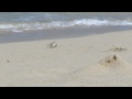 A crab eating a whole jellyfish