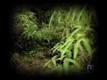 PROTECT NATIVE HAWAIIAN BURIAL CAVE GOAL $12000
