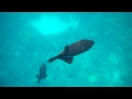 Snorkeling with Black Trigger Fish Snorkeling with Black Trigger Fish