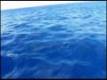white dolphin.flv