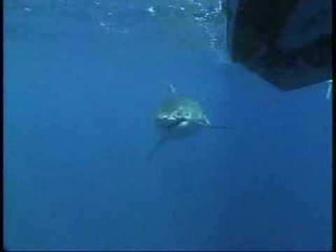 Great White Shark/Hawaii Great White Shark/Hawaii
