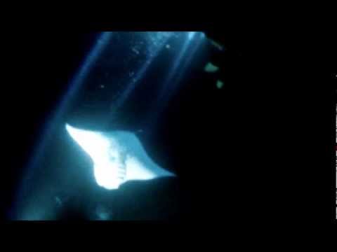 Snorkeling with Manta Rays