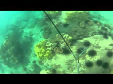 3 prong spear fishing for Cornetfish in Hawaii