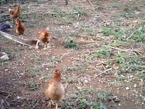 Egg Layers