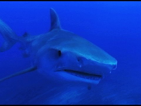 Exploring Oceans: Hawaii