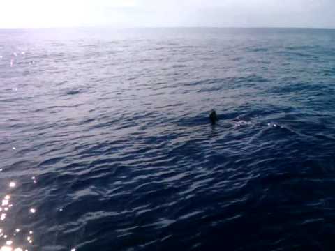 Great White Shark in Hawaiian Waters, Kaena Point, Dom & Addison 2 Fishermen, January 12, 2012