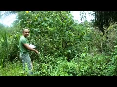 Hedonisia Hawaii Sustainable Community Garden Q