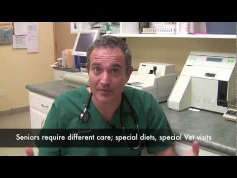 Dr. Dressler of South Shore Vet Care talks about health tips for our Senior Dogs and Pets Dr. Dressler of South Shore Vet Care talks about health tips for our Senior Dogs and Pets