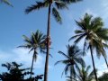 HAWAII - Polynesian cultural ctr - Samoan man climbing coconut tree Fri 17th Dec 2010 HAWAII - Polynesian cultural ctr - Samoan man climbing coconut tree Fri 17th Dec 2010