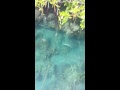 Hawaii Gaint Roi's!