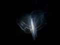 Black Water 3