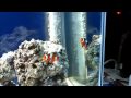 90L Reef Tank with Ecosump Part 1 - 6 Weeks Old 90L Reef Tank with Ecosump Part 1 - 6 Weeks Old