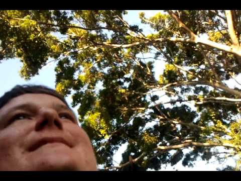Boy in Hawaii getting attacked by a bird! Boy in Hawaii getting attacked by a bird!