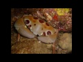 Three Tables 8/19/10 Night Scuba Diving