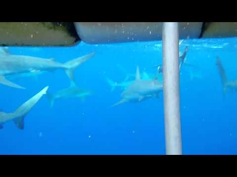 Shark diving in Hawaii with Galapagos Sharks