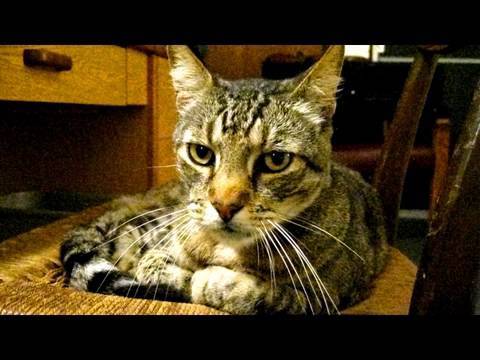 Rubble the Hotel Cat Rubble the Hotel Cat