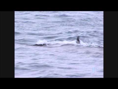 Dolphin Rides Whale. Maui Hawaii Dolphin Rides Whale. Maui Hawaii