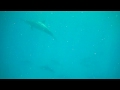 Dolphins off the coast of Hawaii's Big Island Pt. 2 Underwater FlipHD video