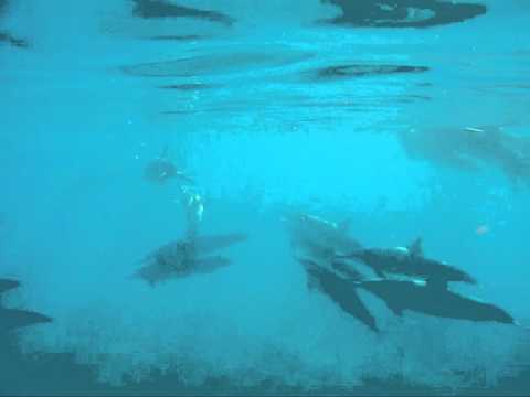 Diving with Dolphins