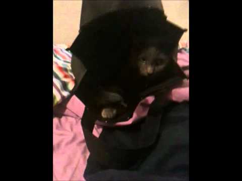 Jinx my kitty