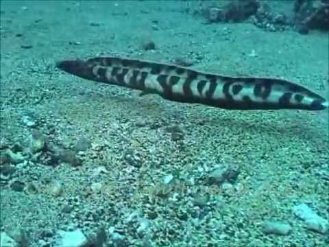 Sand eel tail first into sand Molokini Island, Maui, Hawaii