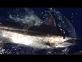 650 Lb Marlin in Kona Hawaii 650 Lb Marlin in Kona Hawaii