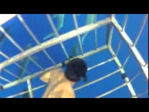 Shark Tour Hawaii 2012