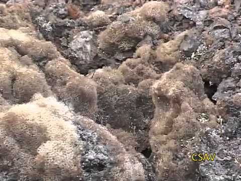 CSAV Hawaii: World's Most Amazing Rock CSAV Hawaii: World's Most Amazing Rock