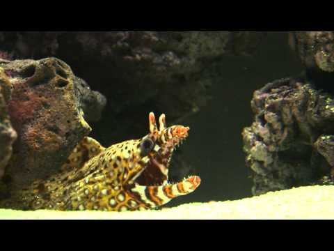 Coral Fish Hawaii Commercial Coral Fish Hawaii Commercial