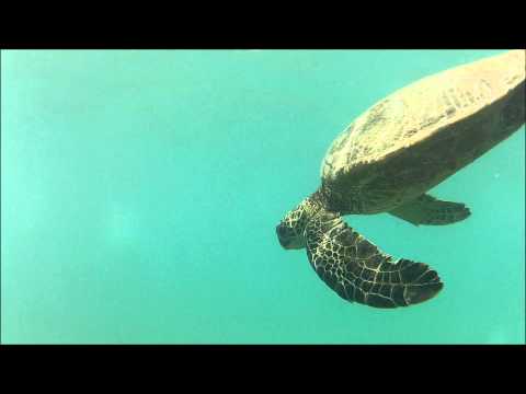 Snorkling with a Green Sea Turtle, Oahu, Hawaii Snorkling with a Green Sea Turtle, Oahu, Hawaii