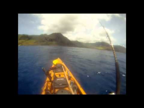 Man fishes with dolphins