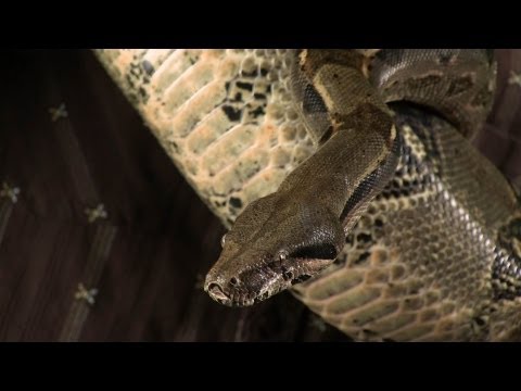 Invasive Species: The Story of Bunny Invasive Species: The Story of Bunny